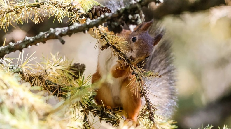 Squirrel, Moscow, Russia